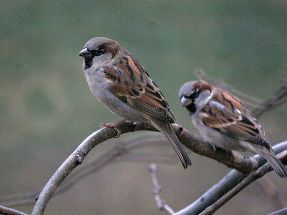 Sparrows, Central Park