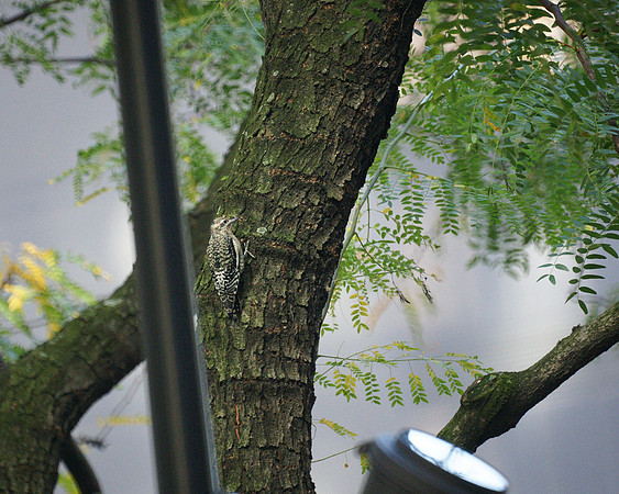 Yellow-Bellied Sapsucker, Bryant Park