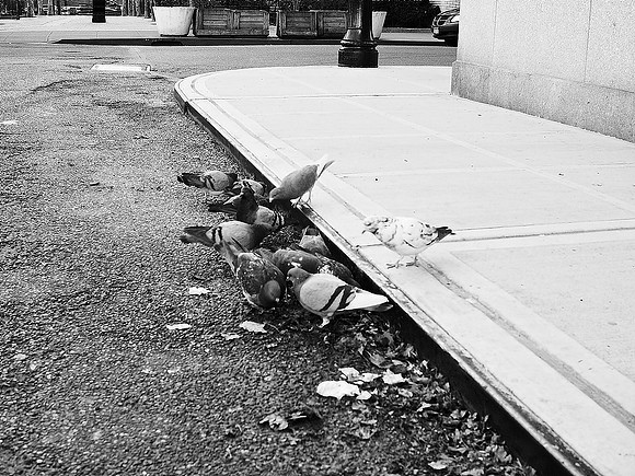 Pigeon Feast, Yorkville