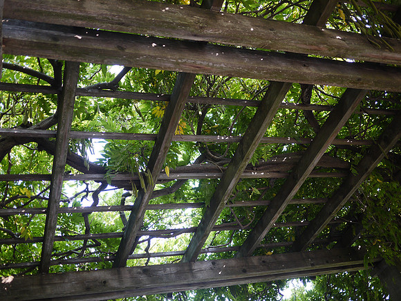 Wisteria, Brooklyn Botanic Garden