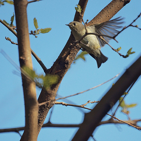 Ruby-Crowned Kinglet, Central Park