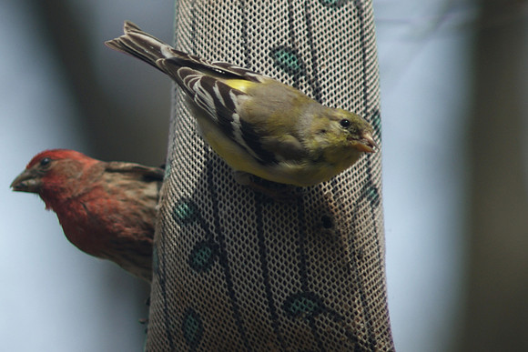 Goldfinch