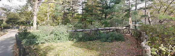 In Central Park after Hurricane Sandy