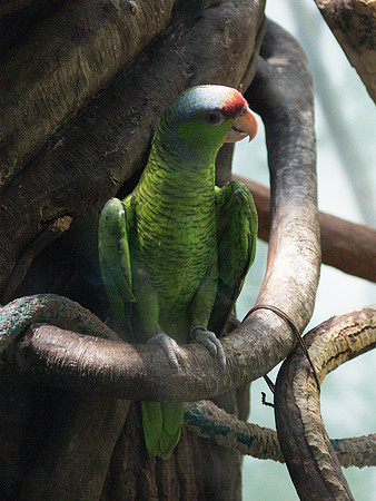 Parrot, Queens Zoo Aviary