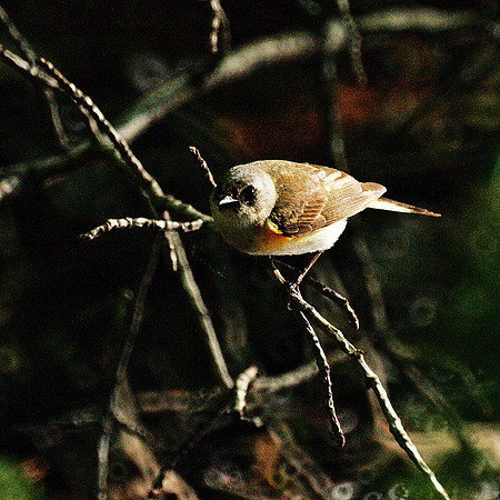 Juvenile American Redstart