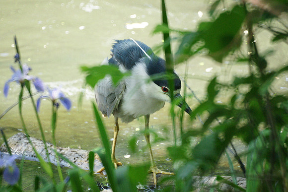 Black-Crowned Night Heron, Turtle Pond, Central Park