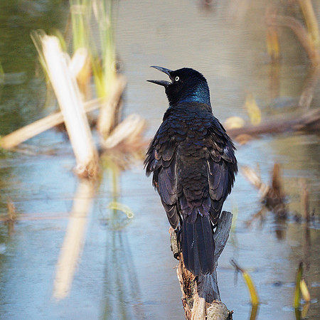 Common Grackle