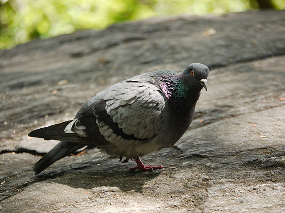 Wary pigeon