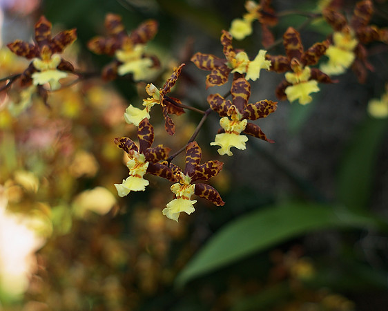 Orchids, NY Botanical Garden