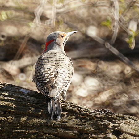 Northern Flicker, Central Park