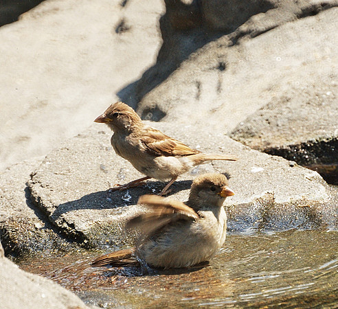 sparrows bathing