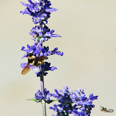 Bee and Blue Salvia