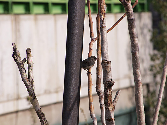 Slate-Colored Junco