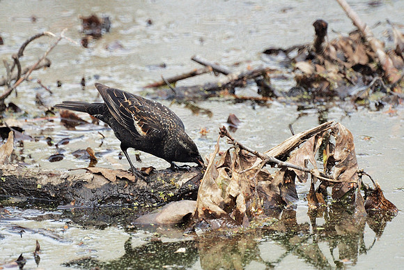 Blackbird, NY Botanical Garden