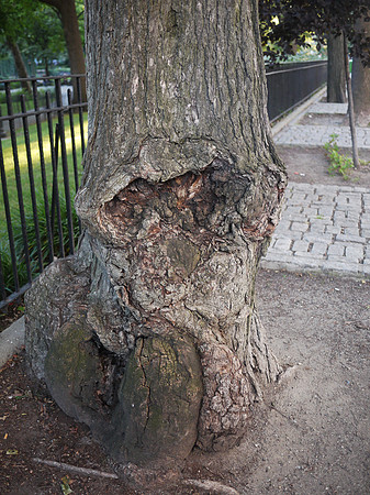 Street tree, West 81st Street