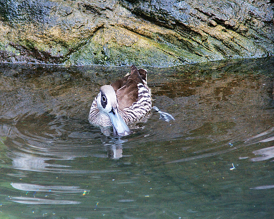 Pink-Eared Duck, Central Park Zoo