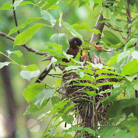 American Robin feeding young