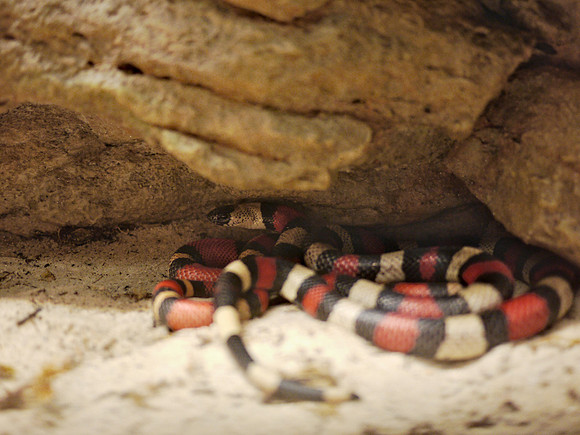 Campbell's Milk Snake, American Museum of Natural History