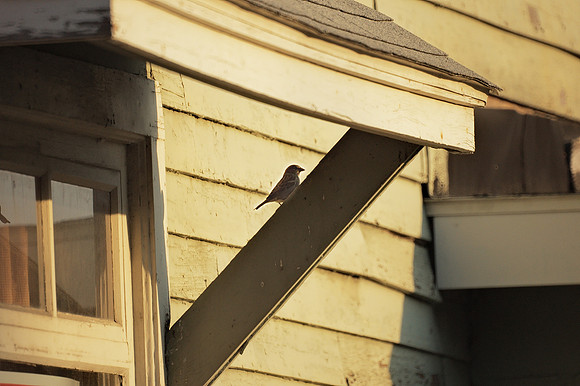 House / sparrow