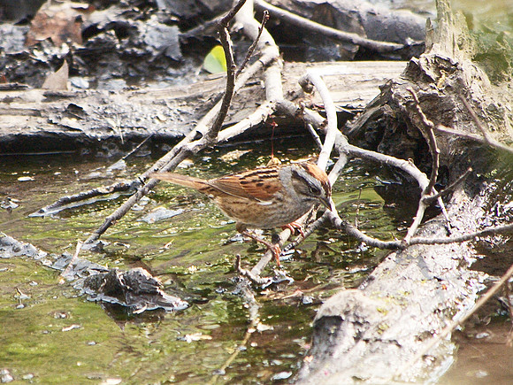 Swamp Sparrow, Central park