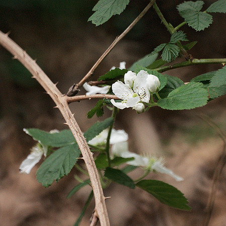 Thorny