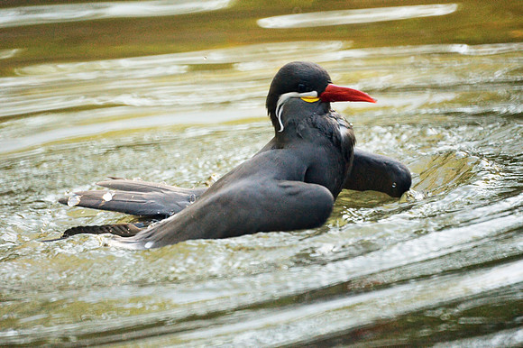 Inca Tern, landed