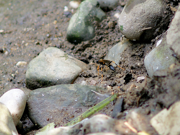 Wasp on the rocks