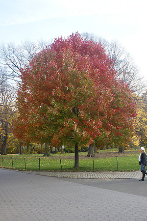 Tree, near the Great Lawn