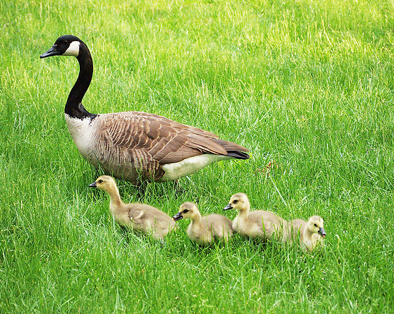Mother Goose Story