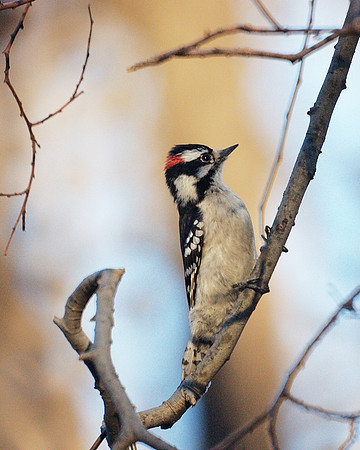 Downy Woodpecker...