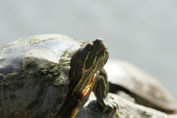 Turtle, Central Park Lake