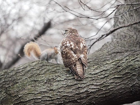 The Hawk and Squirrel Story (6)