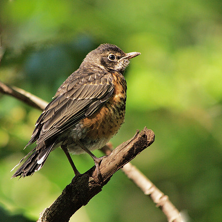 American Robin juvenile, Central Park