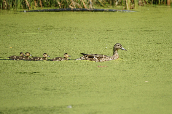 Duck train!