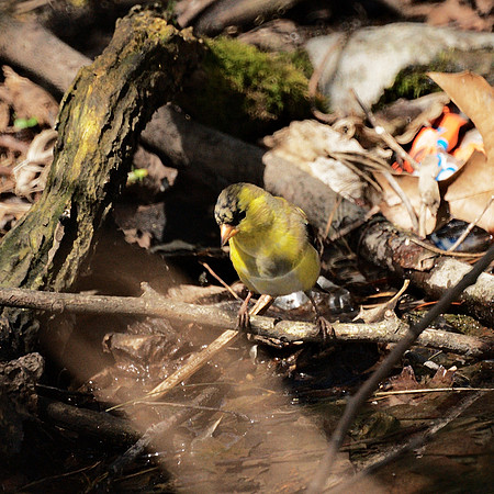 American Goldfinch, Central Park