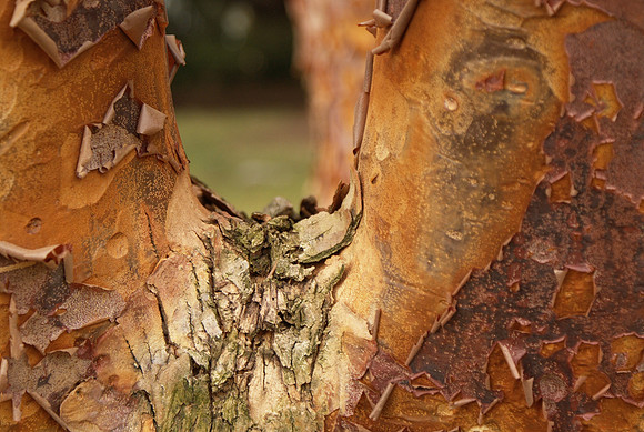 paperbark maple