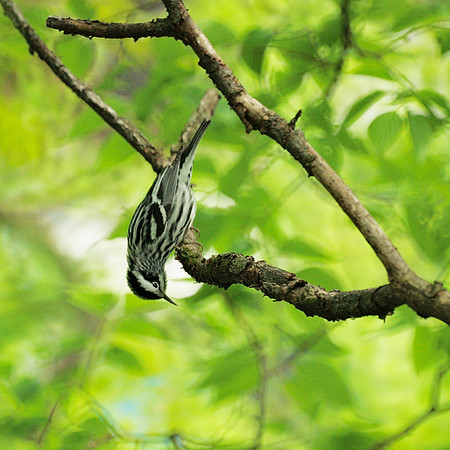 Black and White Warbler, upside down