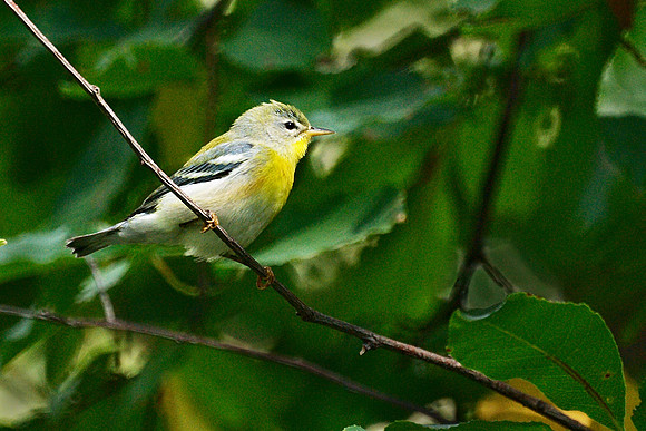 Northern Parula, Central Park