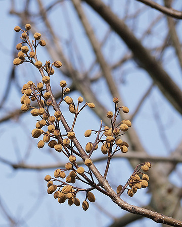 Buds, Longwood Gardens