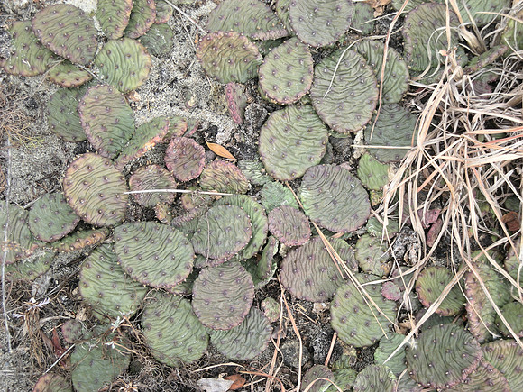 wild opuntias