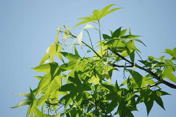 Sweetgum leaves, Central Park