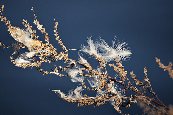 Feathers and twigs, Central Park Reservoir