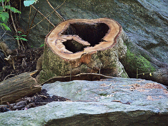 Tree stump, The Ramble