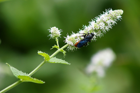 Wasp at work
