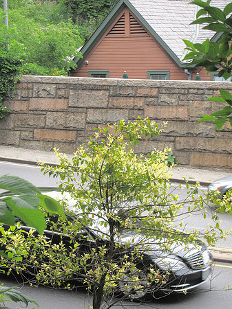Central Park, 79th Street Transverse, robins' nest