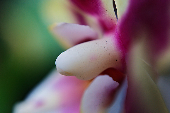 Orchid Column