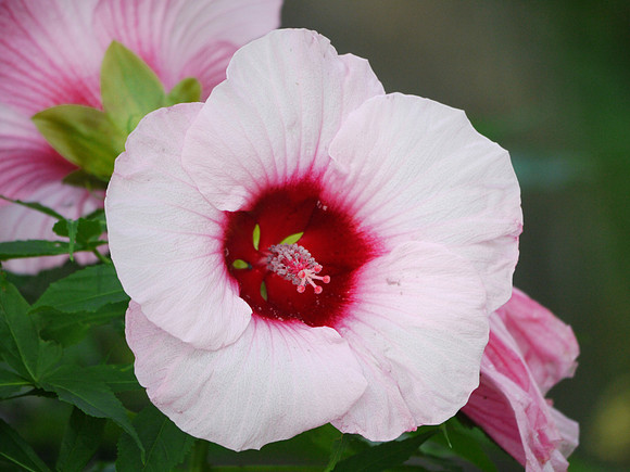 Hibiscus, Shakespeare Garden, Central Park