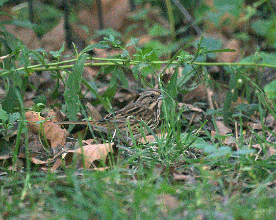 Song Sparrow, Central Park