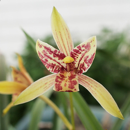 Cymbidium