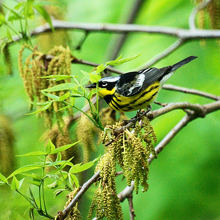 Magnolia Warbler, Central Park